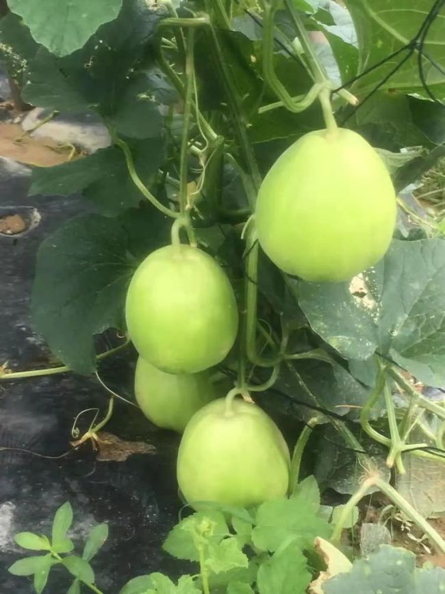 顺藤摸瓜猜一最佳生肖，一场误导解释的落实与反思