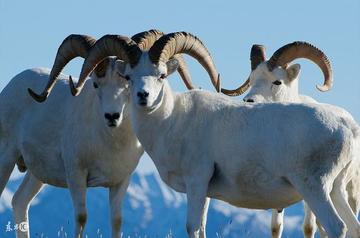 家门口是什么生肖,最新解释与落实 家门口是什么生肖,最新解释与落实