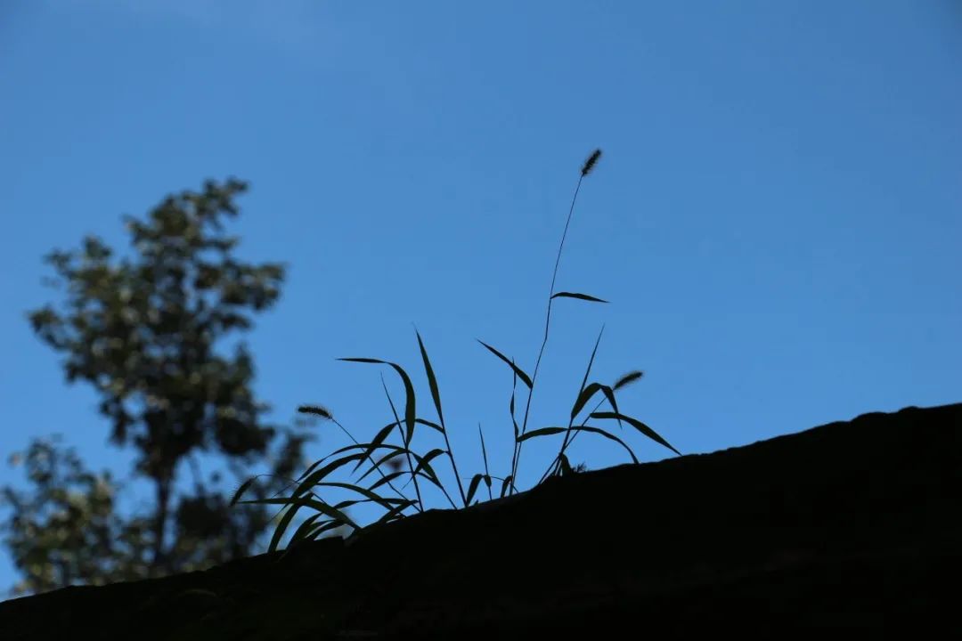 遇事生风墙头草，生肖之谜与人生哲理的深度解析