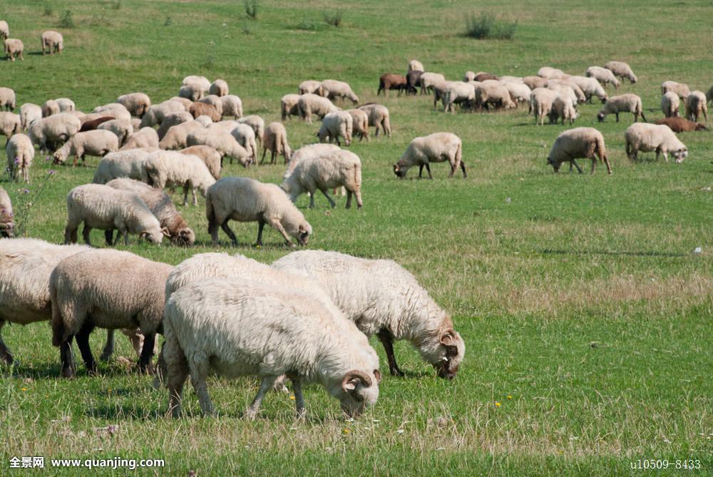 羊群之智，生肖属羊的名人风采与时代贡献