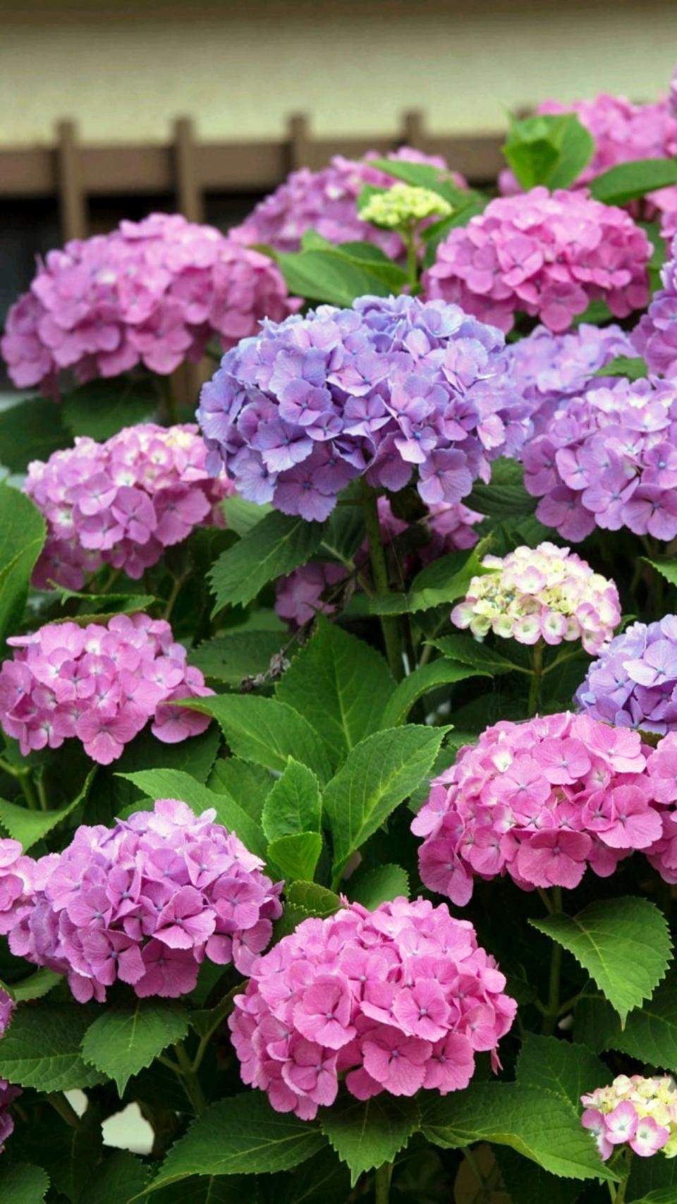 错落有致是指什么生肖，中蕴含的哲理