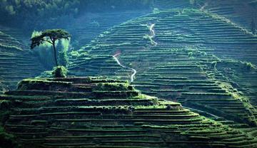 蓝天白云下，鸟儿与我们的和谐共舞—探秘自然界的共生奥秘