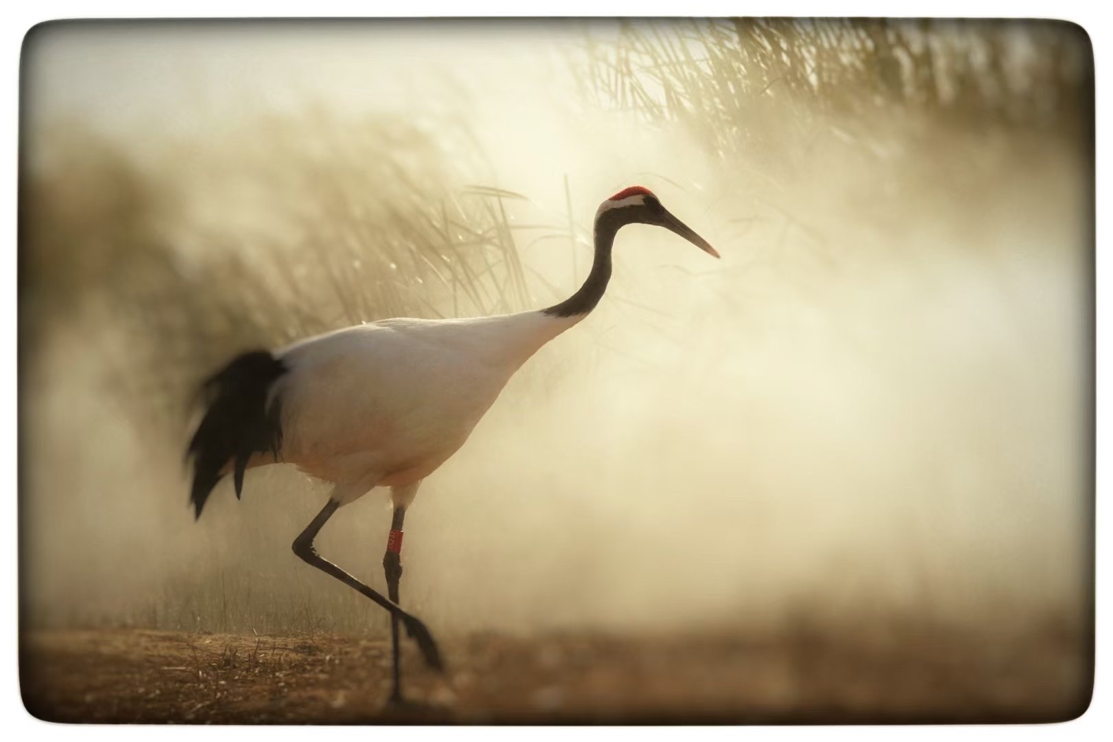 秋高气爽，猜一动物，鹤舞翩翩的秋日使者