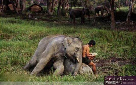 妙手回春，揭秘动物界的智慧与战略运用