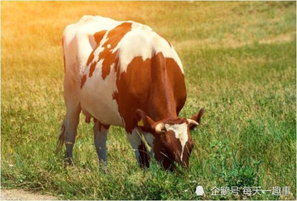 生肖牛几月份出生最好，深度解析与落实