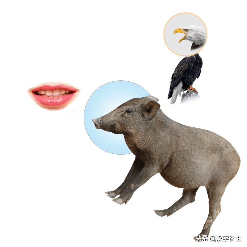 缄舌闭口猜一动物，词语的深层释义与文化解读