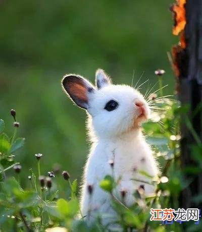 失魂落魄猜一生肖，谜底即将揭晓