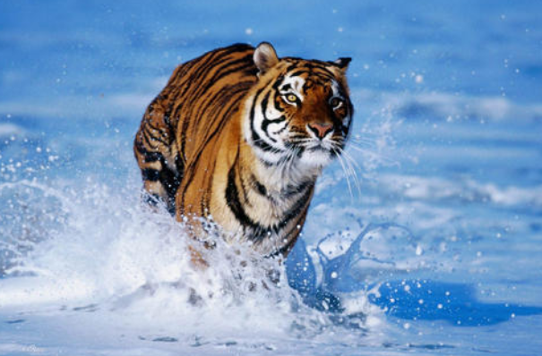 揭秘凶残的动物所指的生肖，精准解答与人文关怀的落实