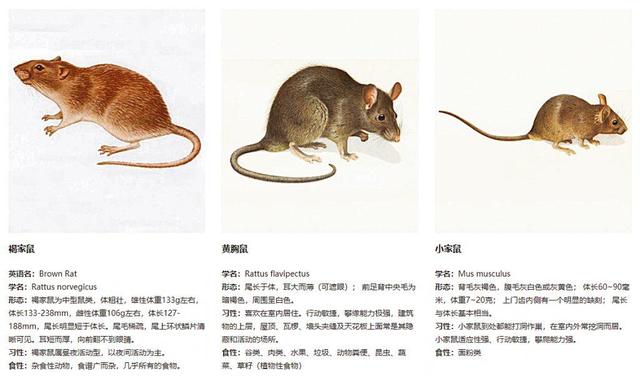 笑谈人生与团结的生肖智慧—以鼠为例