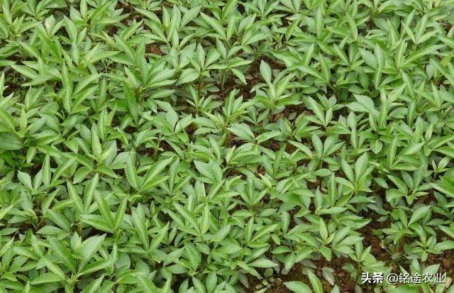 神秘寓言，三头六臂背后的动物谜团与文化解析