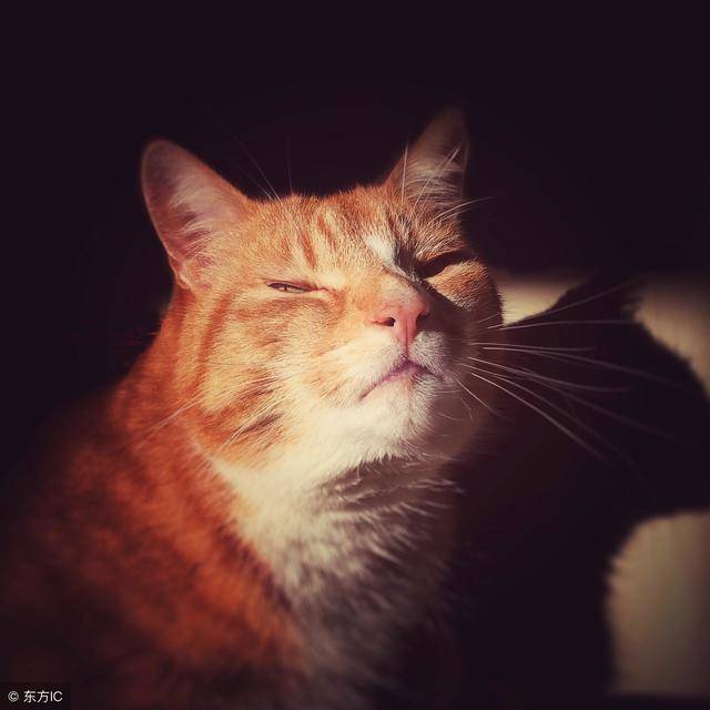 一视同仁指的是什么生肖，热议作答落实解释