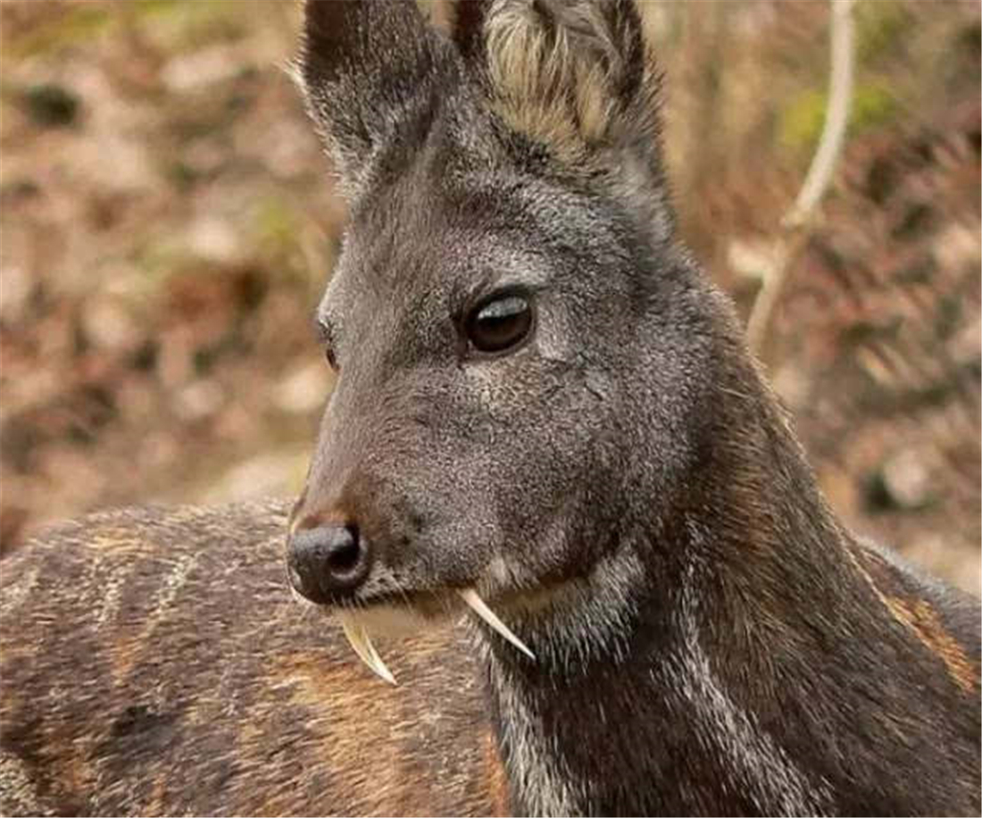 谜语探秘，青面獠牙的动物猜一动物