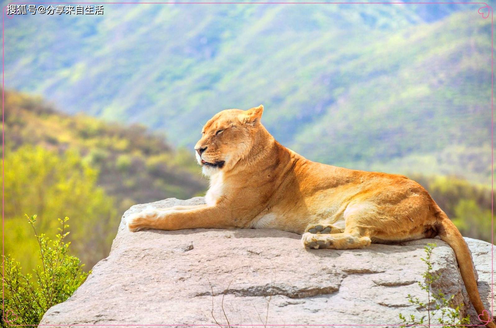 居高临下猜一动物，通常解释落实