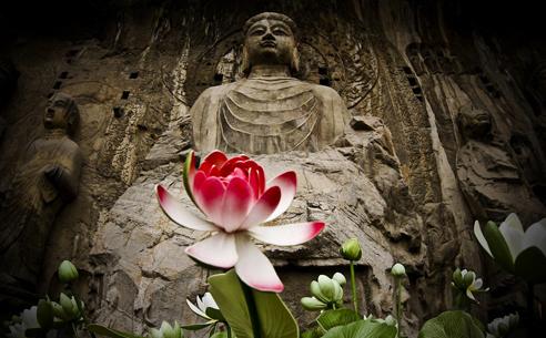 借花献佛猜一动物，寓言背后的智慧与启示