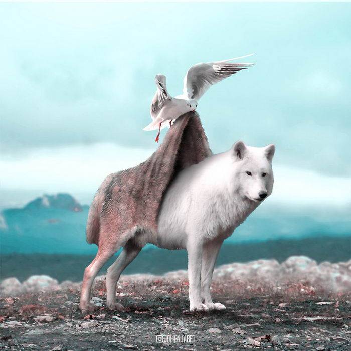 探秘小小的生肖，揭秘其背后的动物与理想寓意