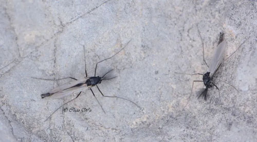 蚊力负山，揭秘这一成语背后的生肖寓意与真相