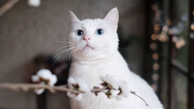 注玄尚白猜动物，揭秘沉稳作答背后的智慧