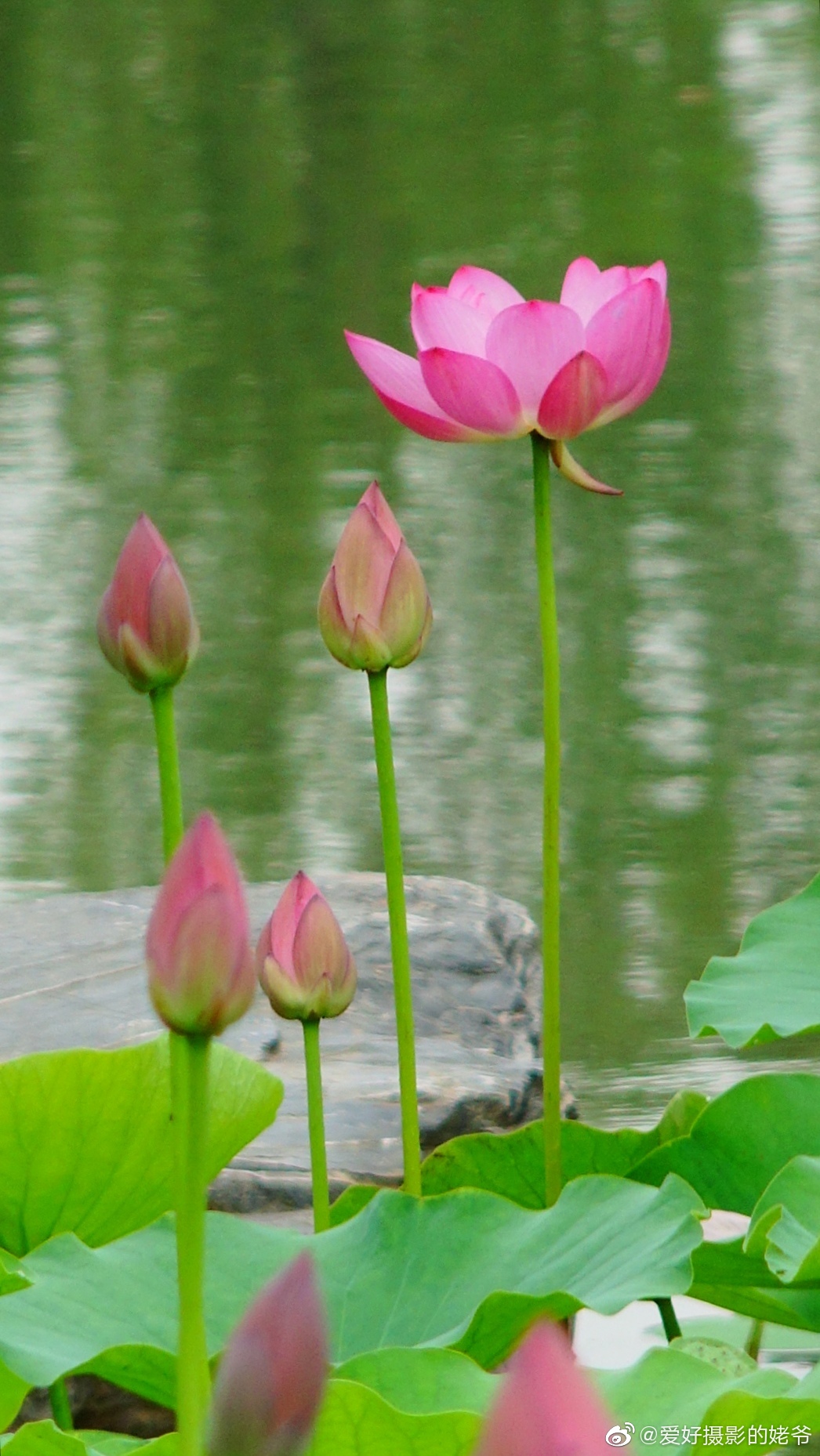 出水芙蓉是打一正确生肖，通常解释落实