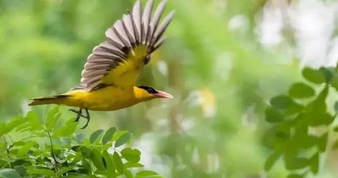 鸡犬不宁猜一生肖，揭秘如何选择并落实正确的