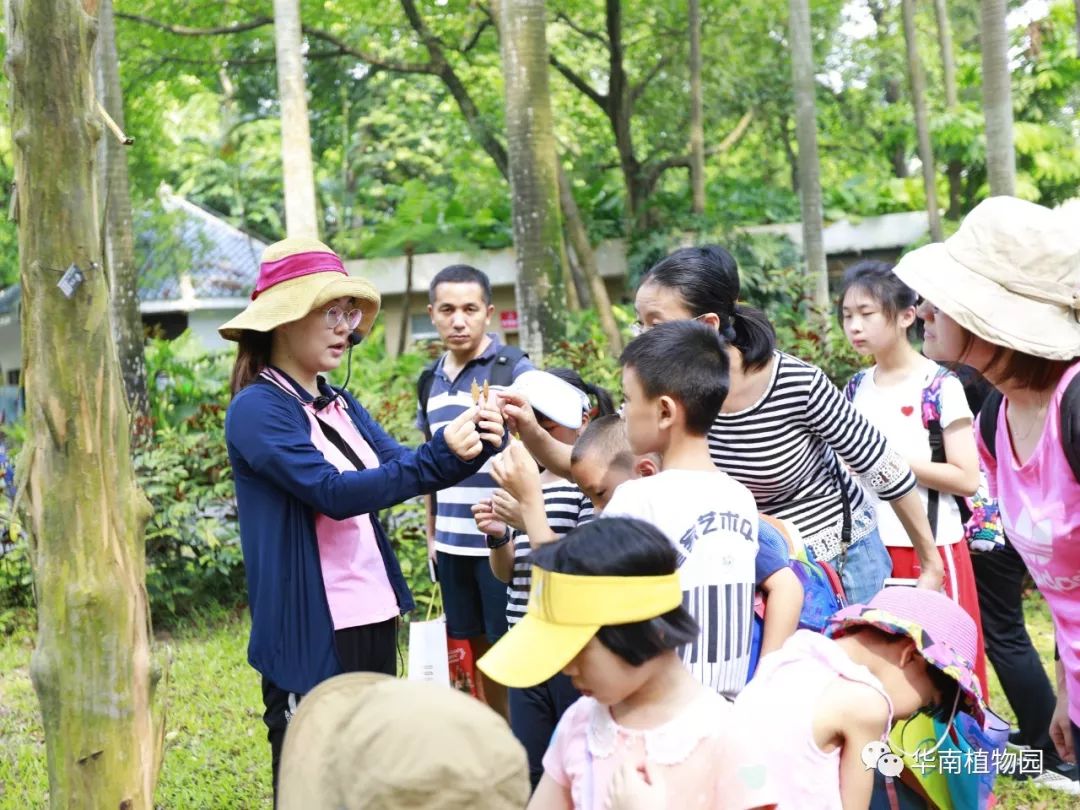 桃花初开猜一动物，探寻自然之趣与文化之韵