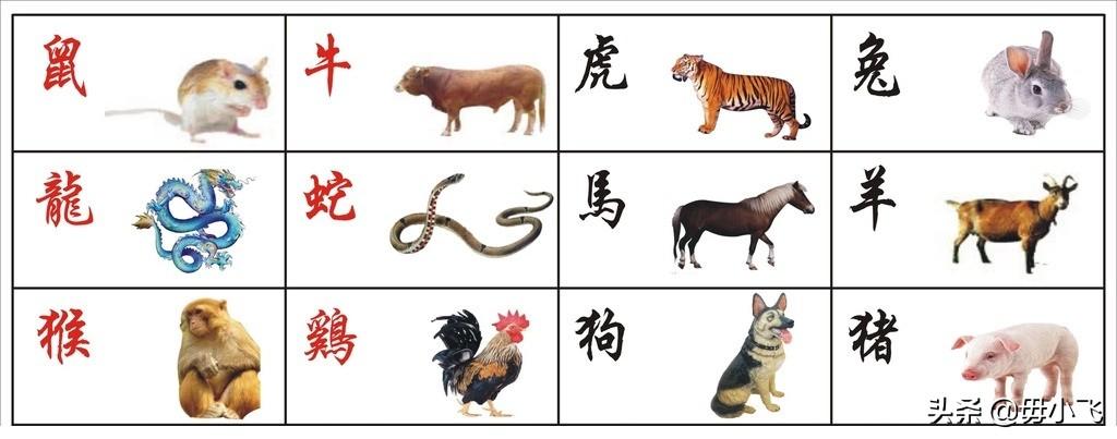 生肖猴与生肖相冲，一场生肖文化的深度解析