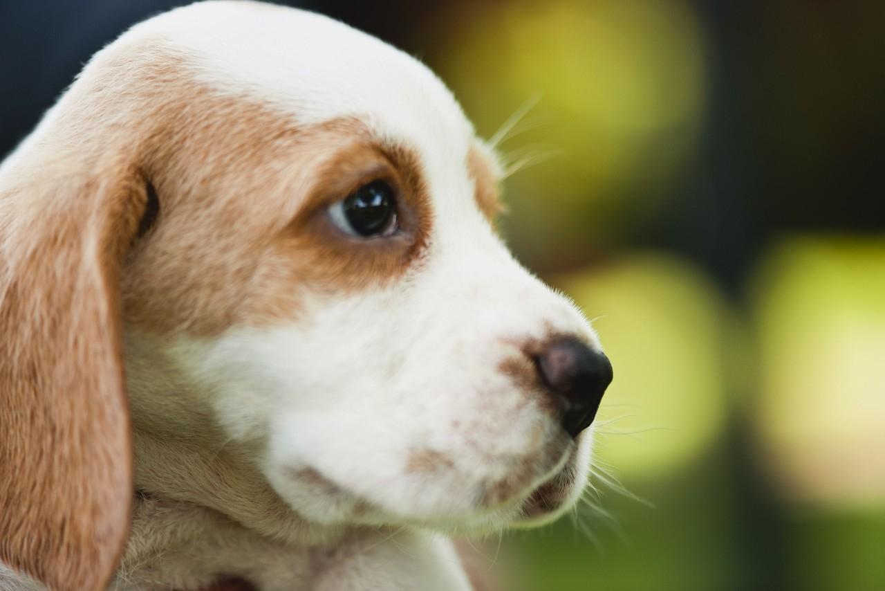 关门打狗打一正确生肖，积极解释与落实的转变