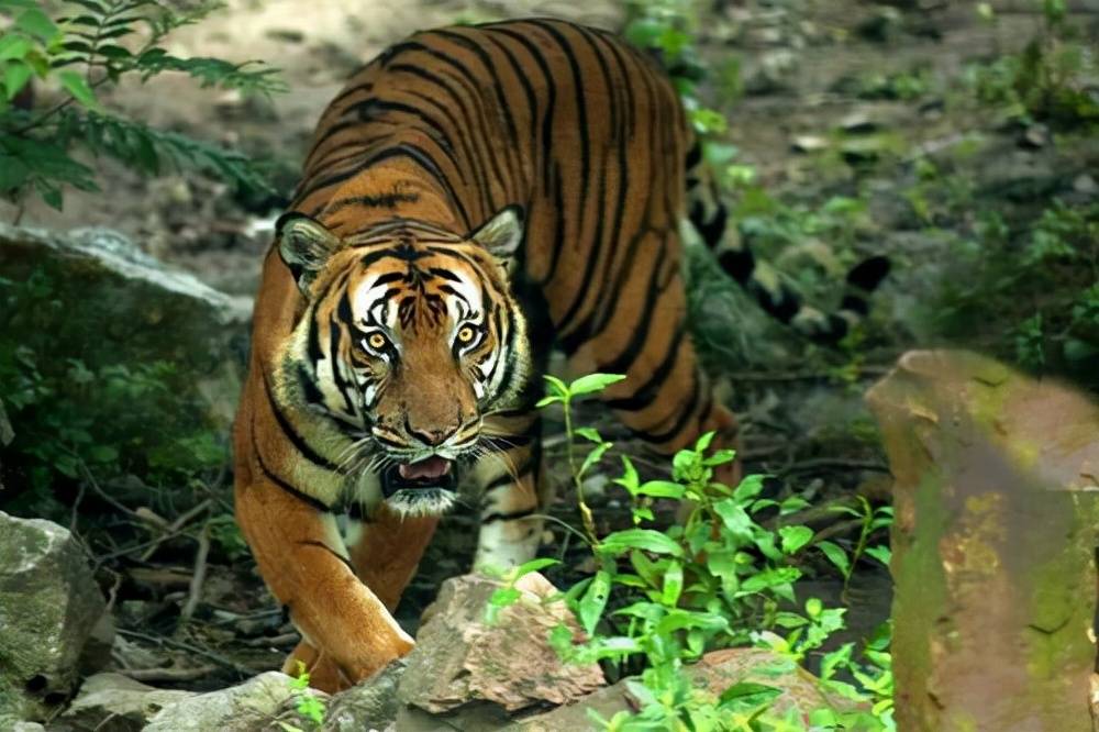 拂袖而起，生肖中的坚韧与不屈—以虎为例