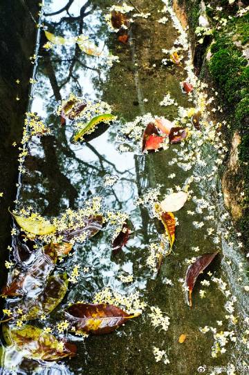 落花流水猜一动物，谁来落实解答？