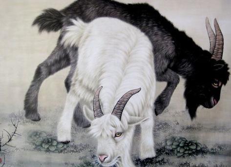 问羊知马，生肖之谜的真相揭秘