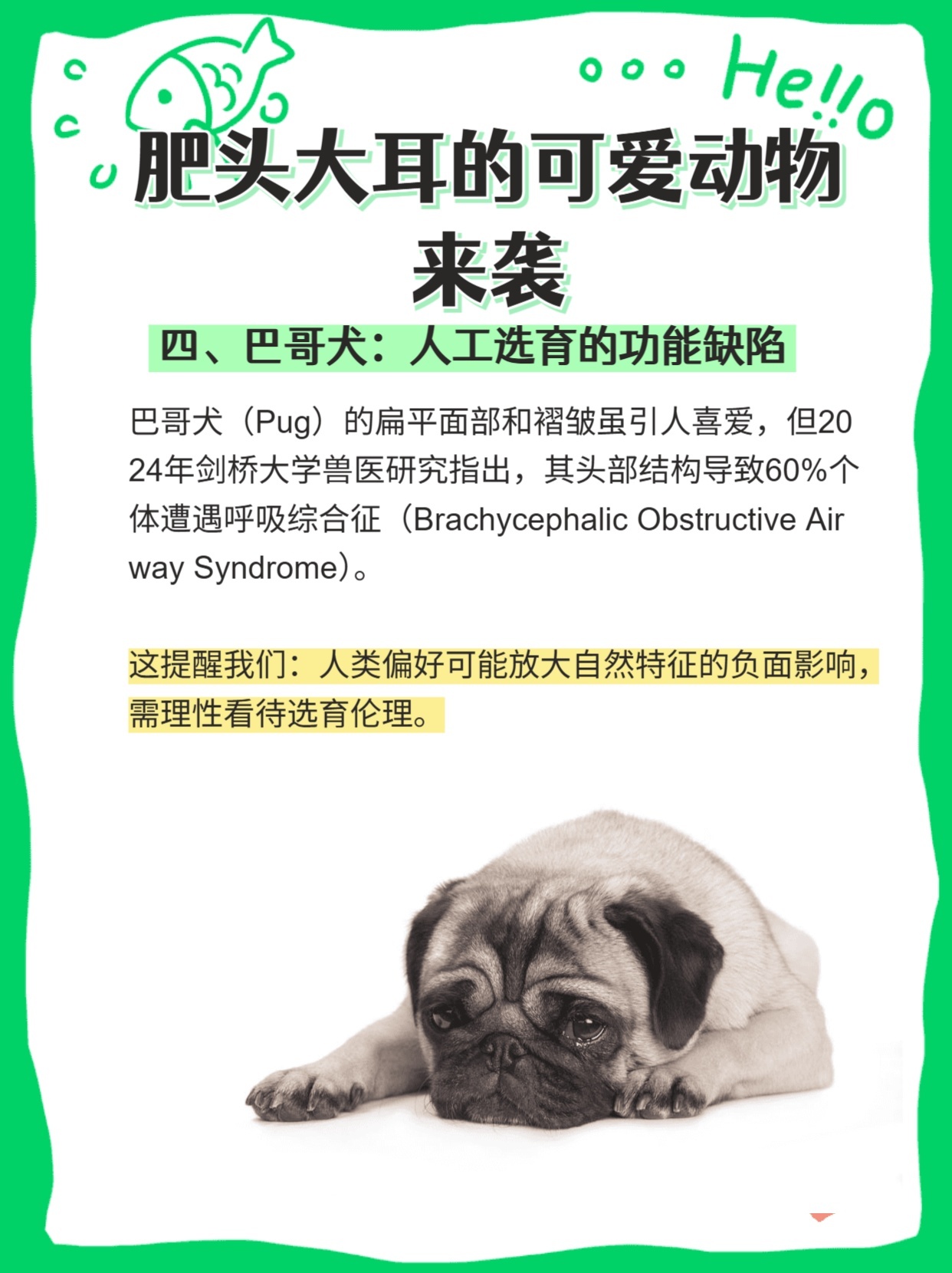 肥头大耳猜一动物，理想作答落实解释