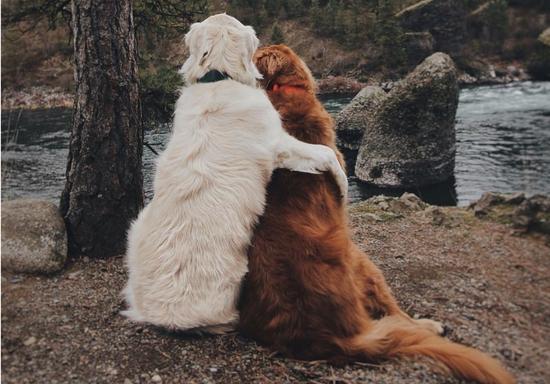 搁是什么生肖,的最快解答落实 搁是什么生肖,的最快解答落实