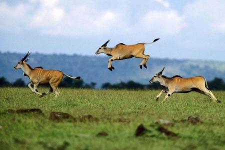 探秘砍瓜切菜背后的趣味谜题，一场关于动物猜想的文化盛宴