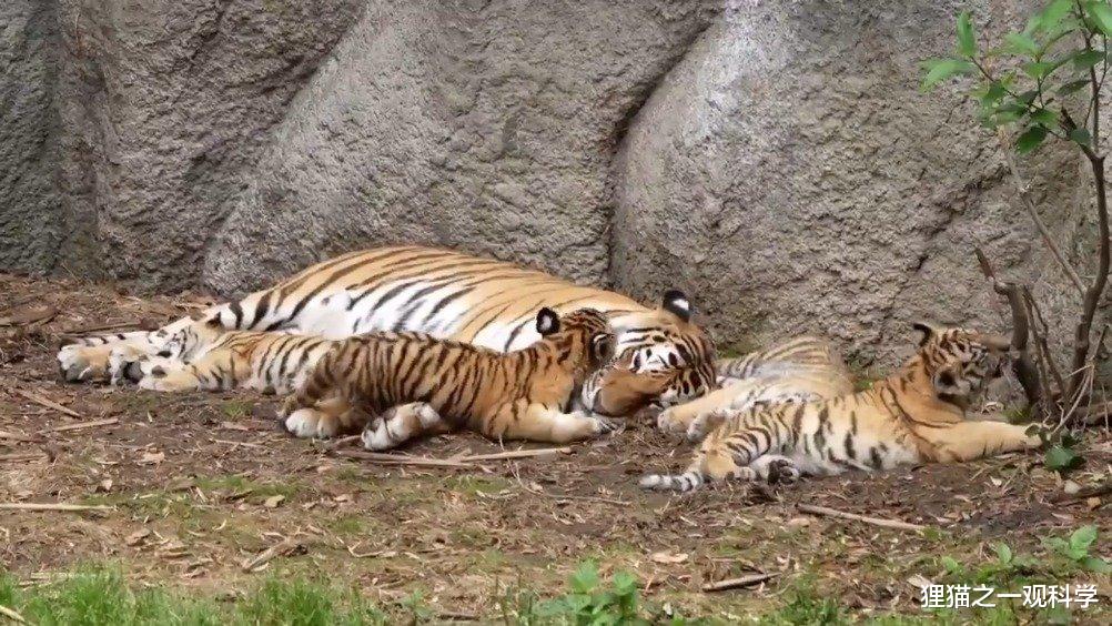 危机四伏猜一动物，背后的智慧与哲理