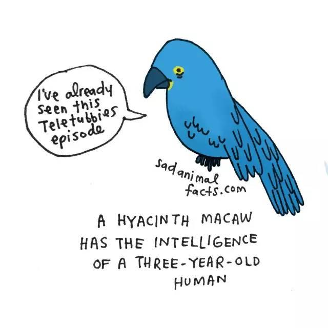 愁肠九转，揭秘动物界的智慧与战略运用