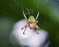 蜘蛛是什么生肖,通用解释落实 蜘蛛是什么生肖,通用解释落实