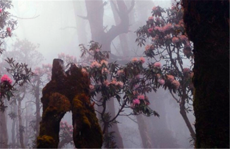 谜团揭晓，高瞻远瞩的生肖之谜