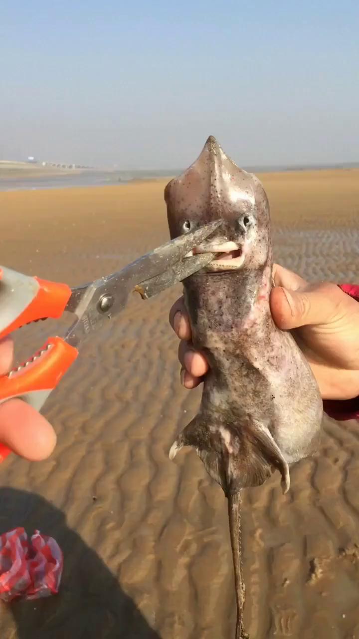 如鱼得水猜一动物?定量解释落实