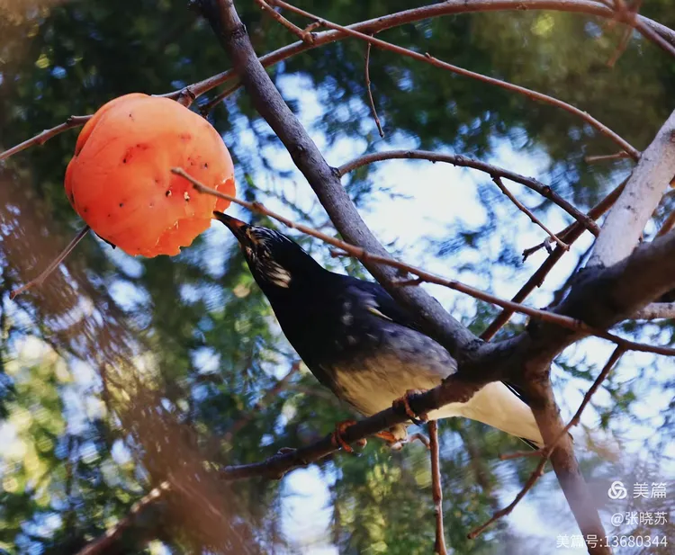 绿树红果丰收期猜一动物，最新解释与落实