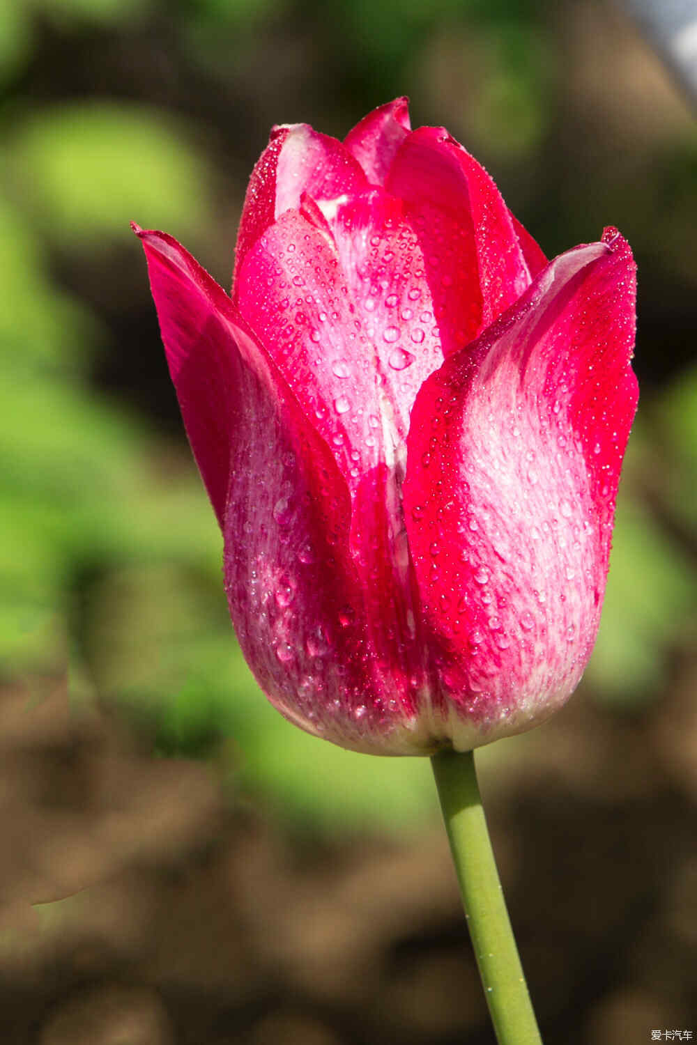 含苞欲放猜一生肖，经典解释与文化解读