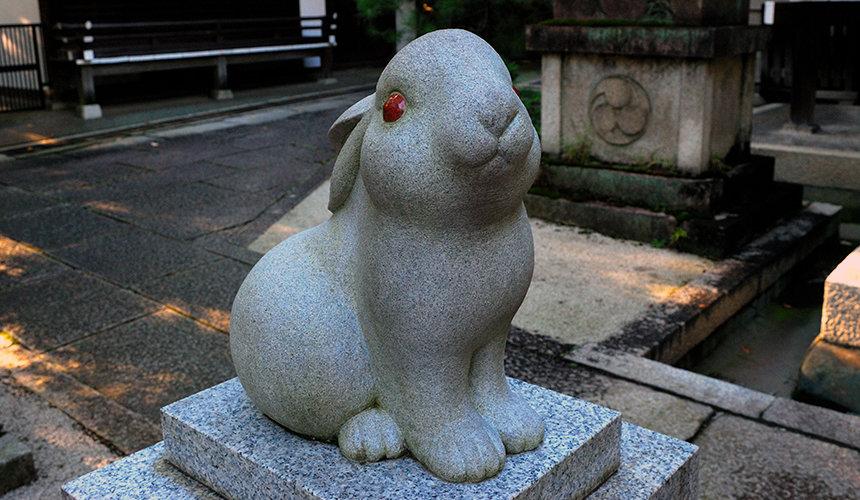 鸽子，生肖中的和平使者