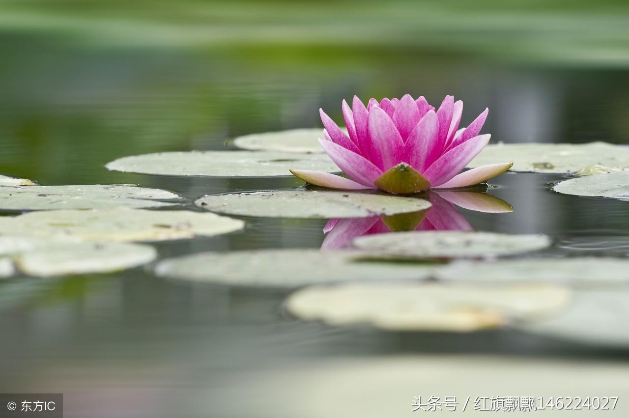 笔下生花，生肖兔的智慧与战略运用