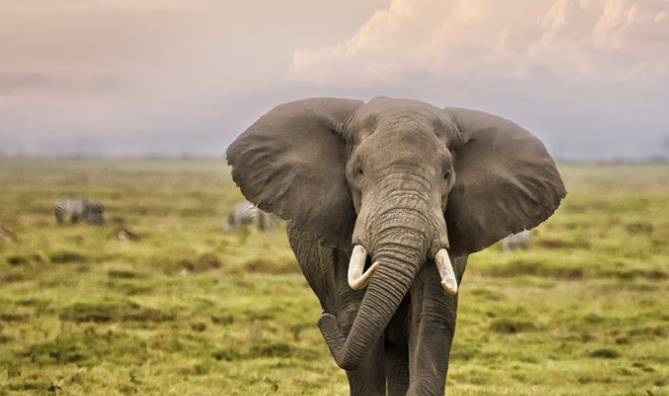 身强力壮是指什么生肖，解析作答落实解释