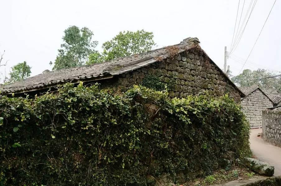 腾云驾雾，猜一动物与人生哲理的深度解析