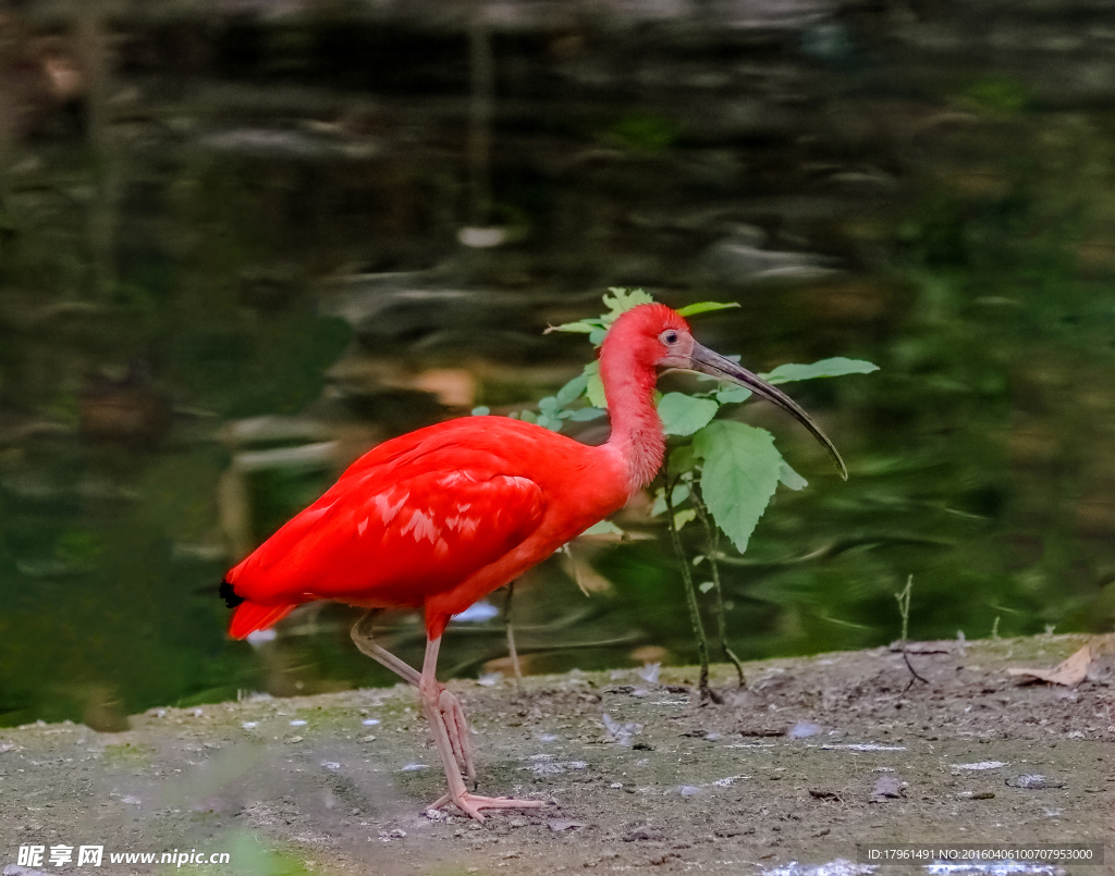 探秘红脸赤颈背后的生肖奥秘与文化解读