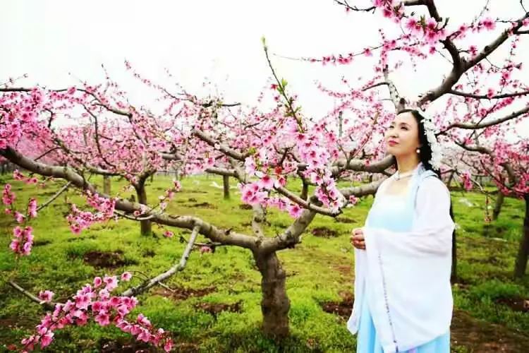 探秘人面桃花之谜，生肖解析与文化寓意