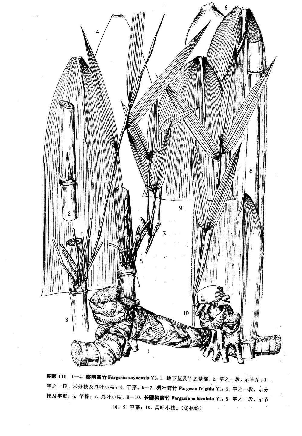 弓箭与生肖，精准解答与落实精神的完美结合