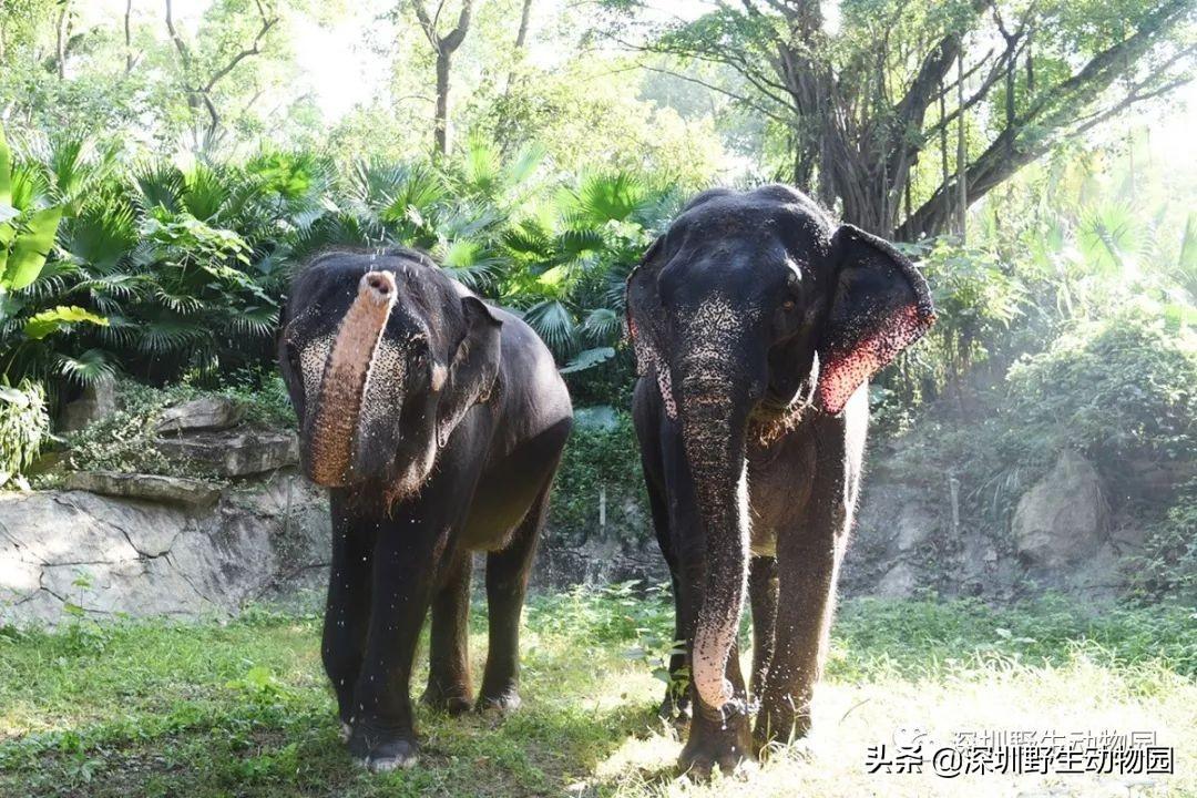 瞒天过海，猜一动物—传统智慧与策略的巧妙融合