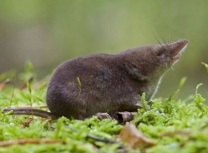 千差万别指的是什么生肖，绝佳作答落实解释