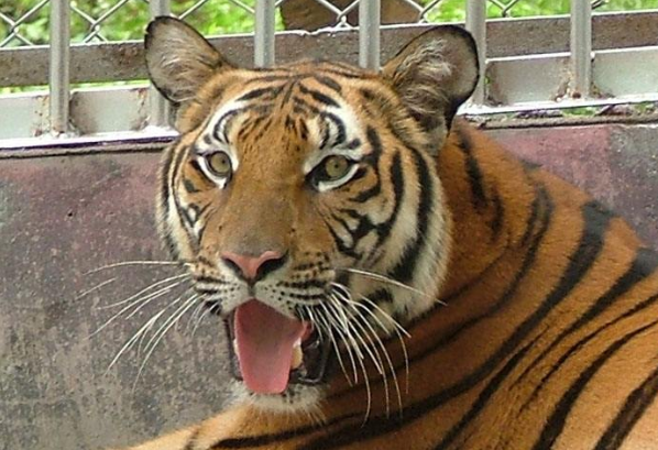 十二生肖中的越老越有福气之谜，生肖的智慧与人生哲学