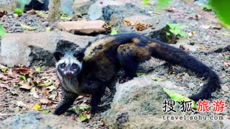 牙尖嘴利的生肖，属鸡者的独特魅力与智慧